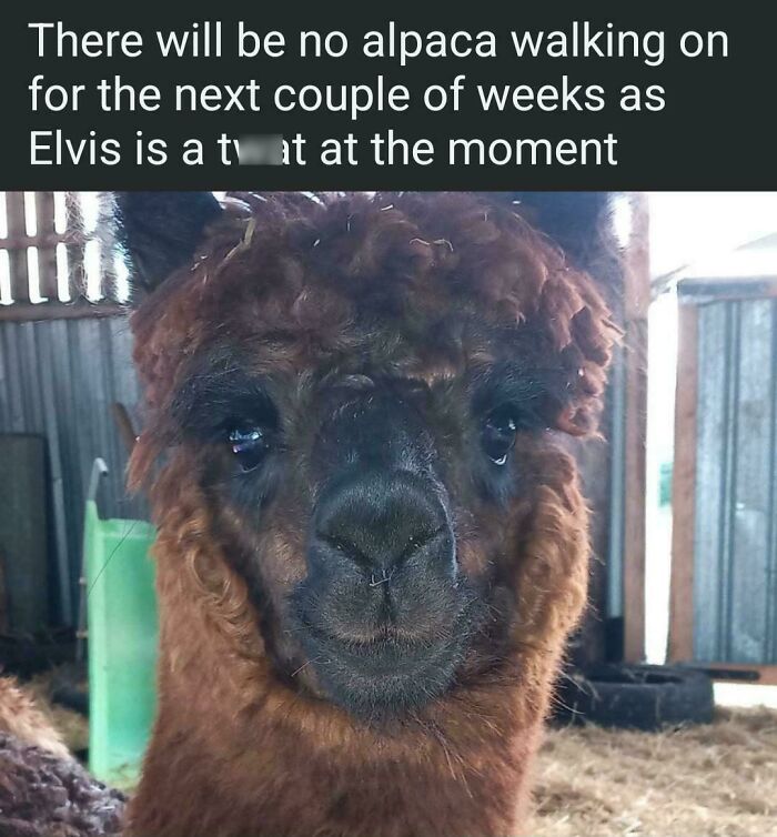 Funny internet moment: A close-up of a brown alpaca with a caption stating no alpaca walking for a few weeks because 'Elvis is a t**t'.