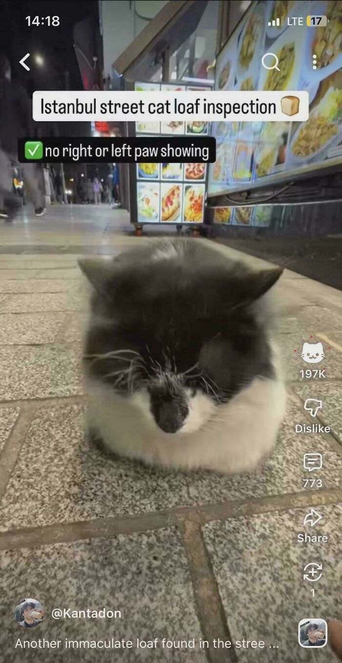 Screenshot of funny internet moment: a video showing an Istanbul street cat loaf perfectly, hiding its paws.