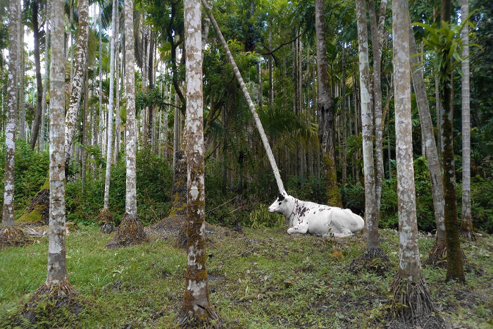 A white cow lying on green grass in a forest, where a tree trunk appears to be growing from its head, creating a glitch in the matrix illusion.