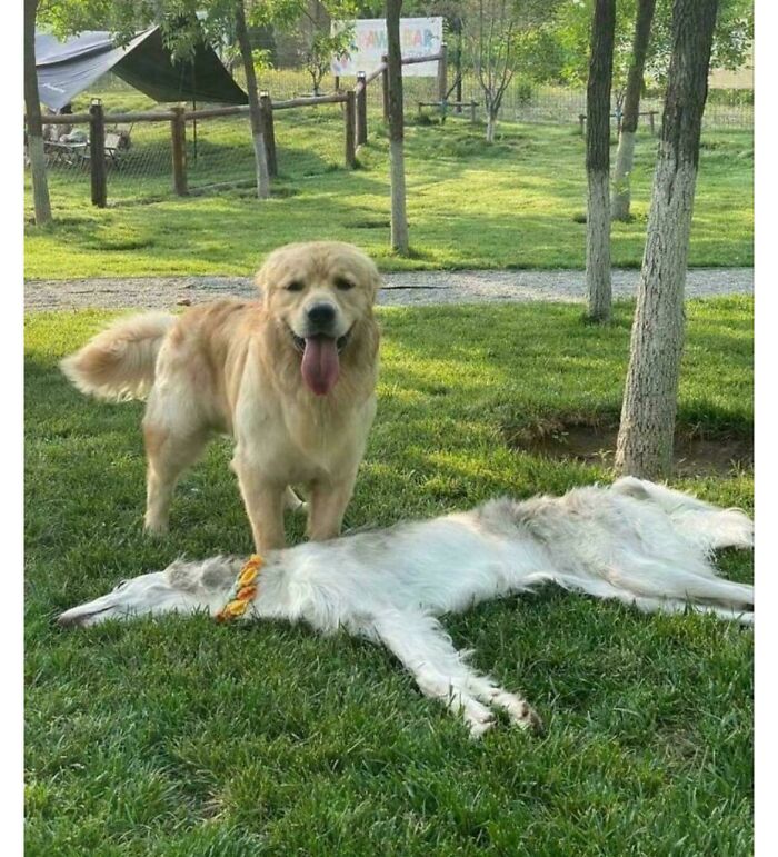 Two dogs in a grassy park, one standing and smiling, the other lying down, creating a glitch in the matrix scene.