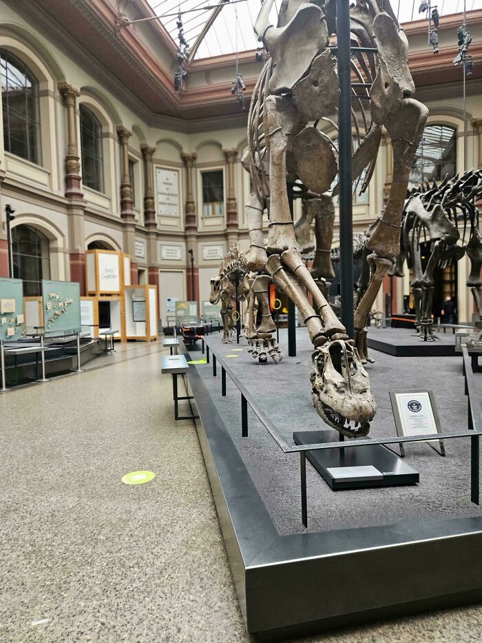 Dinosaur skeletons displayed in a museum exhibit, creating an interesting visual that looks like a glitch in the matrix.