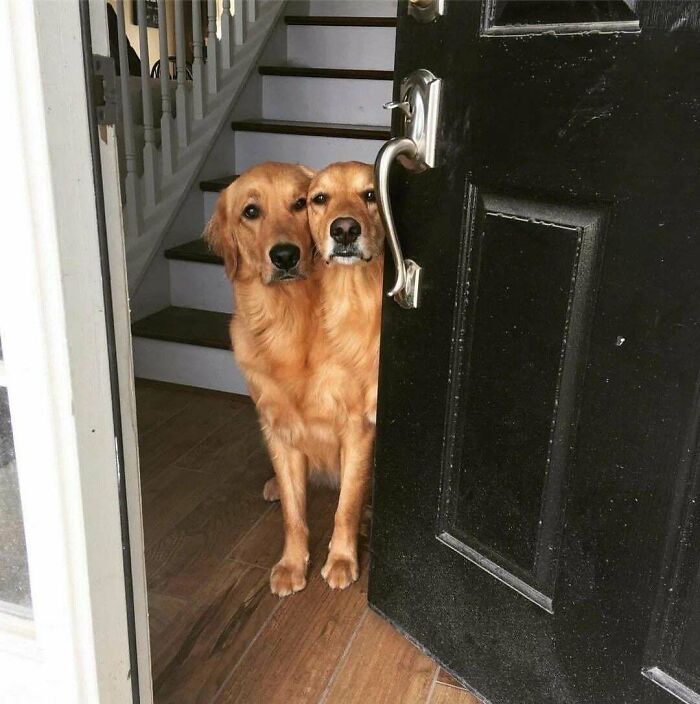 Two golden retrievers peeking from behind an open door, creating an optical illusion like a glitch in the matrix.