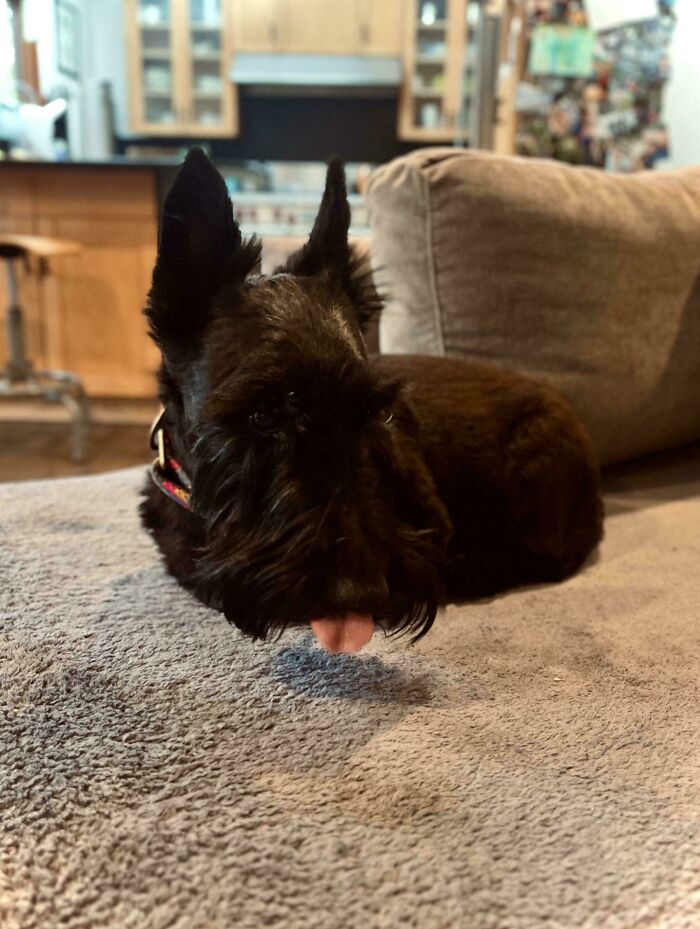 A black Scottish Terrier dog lying on a couch with its tongue out, resembling a glitch in the matrix.