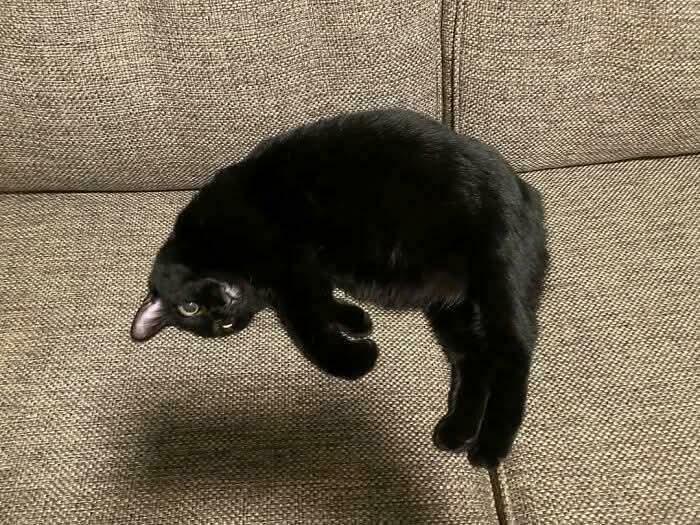 A black cat contorted in an unusual way, appearing to defy gravity, a glitch in the matrix animal photo.