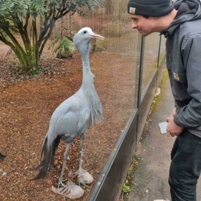 A man looking curiously at a blue crane wearing shoes, a glitch in the matrix moment with the animal.