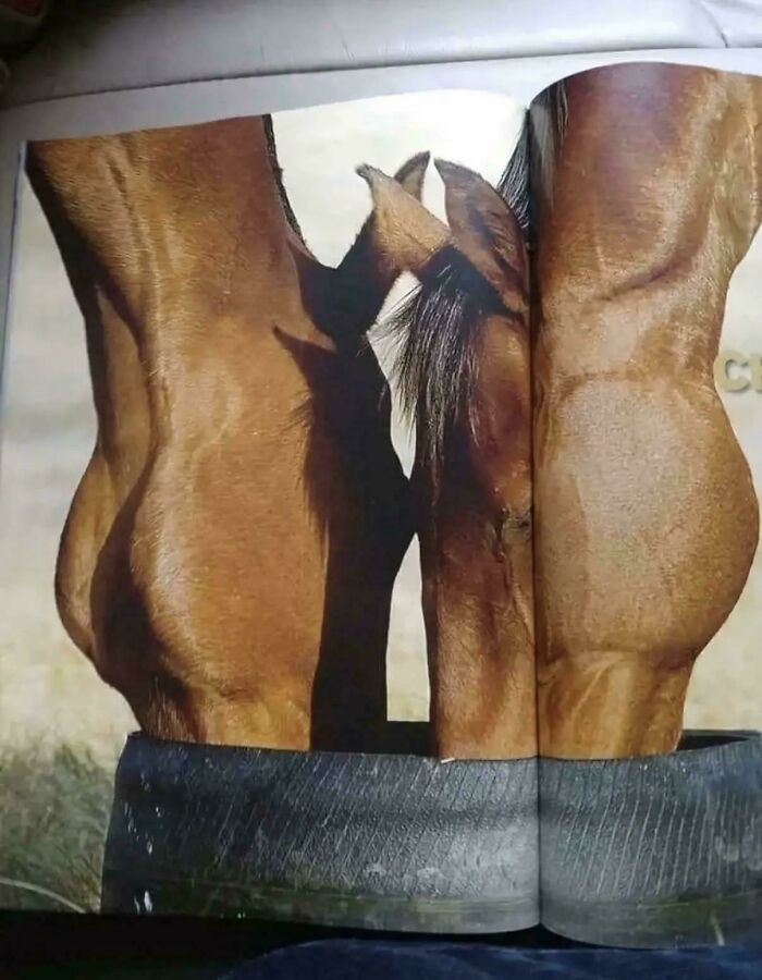 A horse's head appearing to be two different horses in a magazine photo, creating a glitch in the matrix.