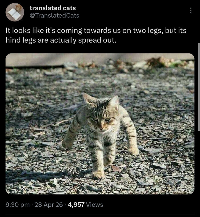 A cat walking on two legs, appearing like a Glitch in the Matrix due to its spread-out hind legs.