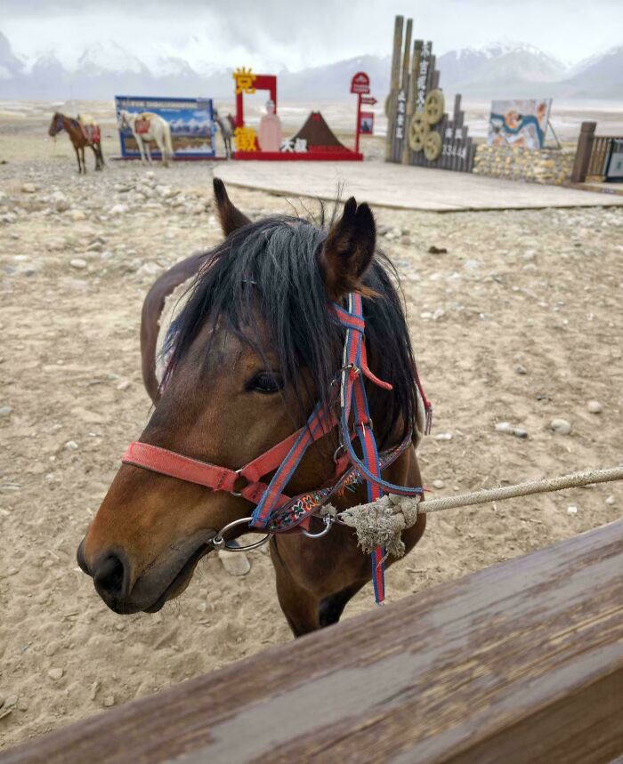 A brown horse with a red bridle, standing on sandy ground, looking like a glitch in the matrix.