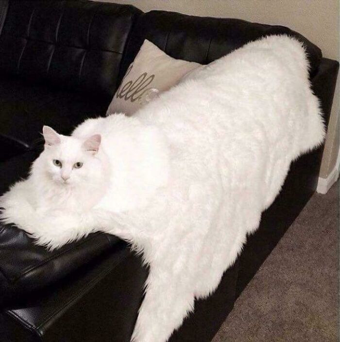A white cat blending into a white furry throw blanket on a black couch, a glitch in the matrix.