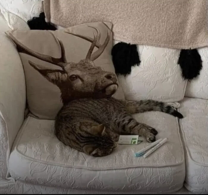 A cat lying on a couch with a deer head pillow, making it look like a glitch in the matrix.