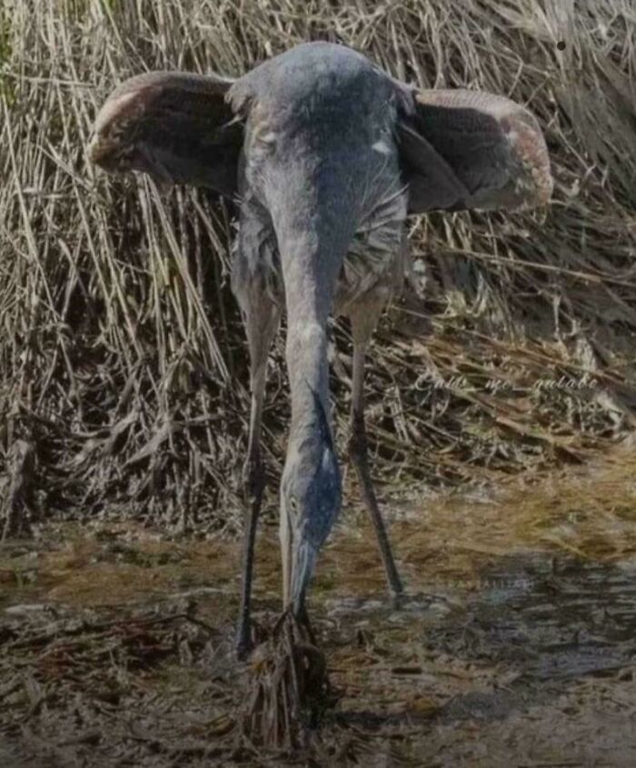 A large bird with a long neck and large ear-like feathers, an image that looks like a glitch in the matrix.