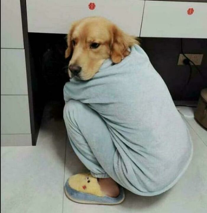 A golden retriever inside light blue pajamas, giving the appearance of a person, a humorous glitch in the Matrix.