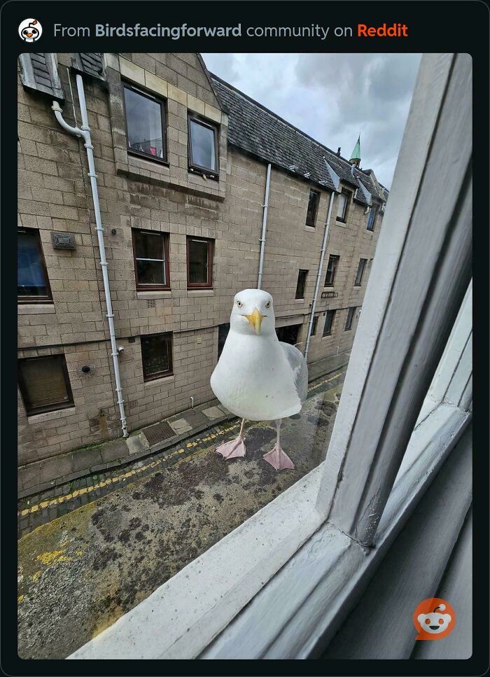 A seagull staring directly at the camera from a building ledge, appearing like a glitch in the matrix.