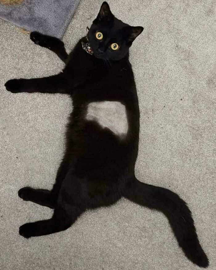 A black cat lying on a carpet, with a patch of shaved fur on its belly, creating a glitch in the Matrix illusion.