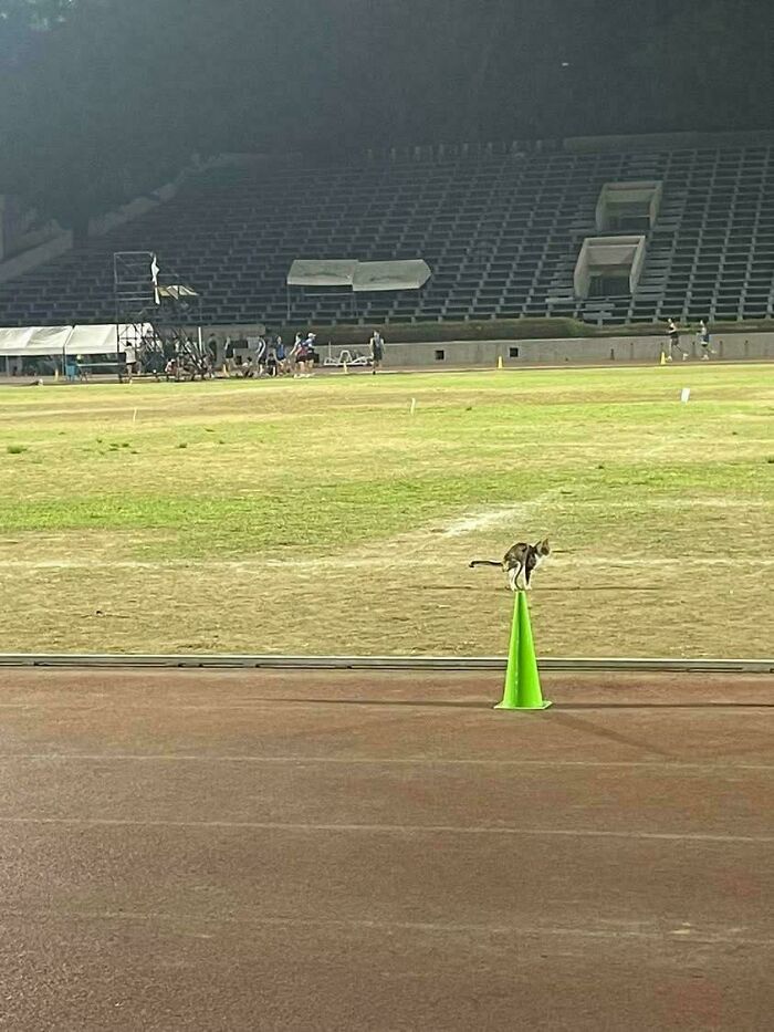 A cat perched atop a green cone on a running track, an unexpected sight like a glitch in the matrix.