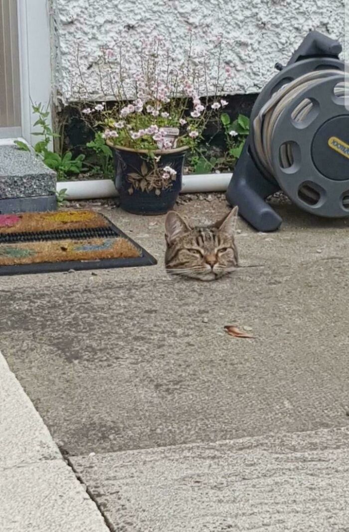 A cat's head appears to emerge from concrete, creating an illusion like a glitch in the Matrix.