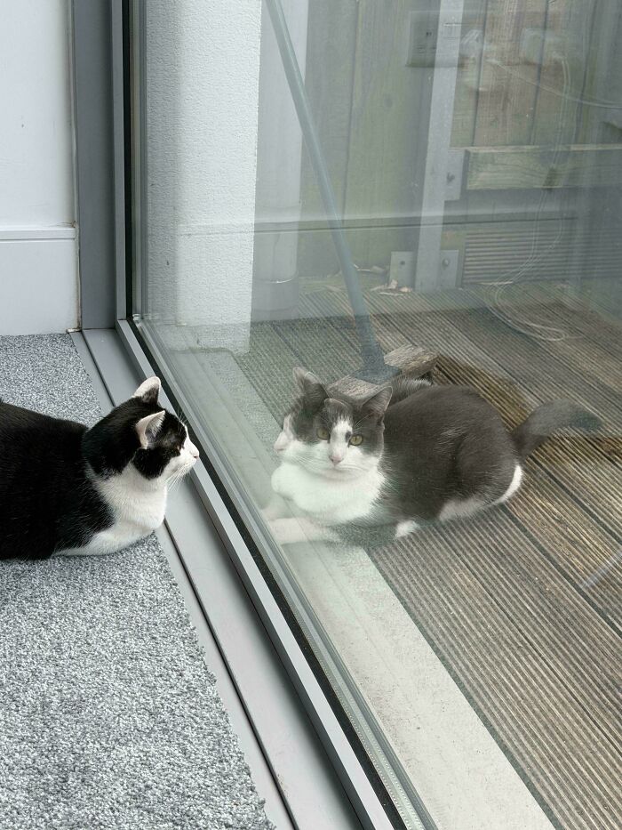 A black and white cat looking at its reflection in a glass door, which appears to be another cat, a glitch in the matrix.