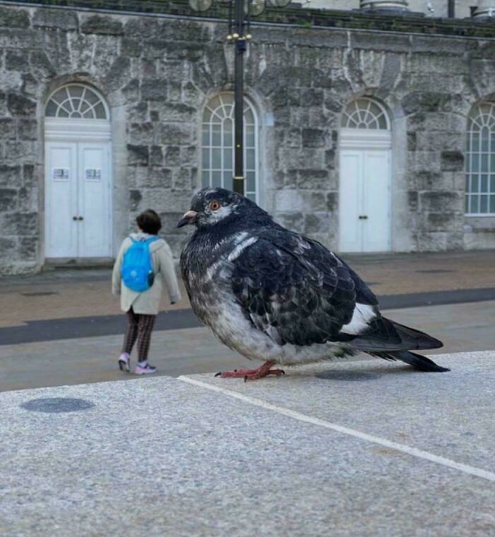 A large pigeon appears to dwarf a small person walking in the background, a perspective glitch in the matrix.