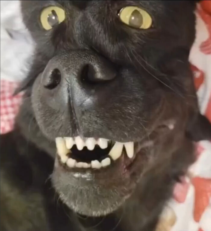 Close-up of a black dog with bright yellow eyes and bared teeth, an optical illusion looking like a glitch in the matrix.