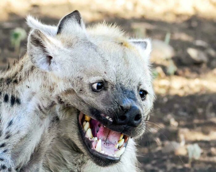 Close-up of a hyena with its mouth open, looking surprised, a wild animal that seems like a glitch in the matrix.
