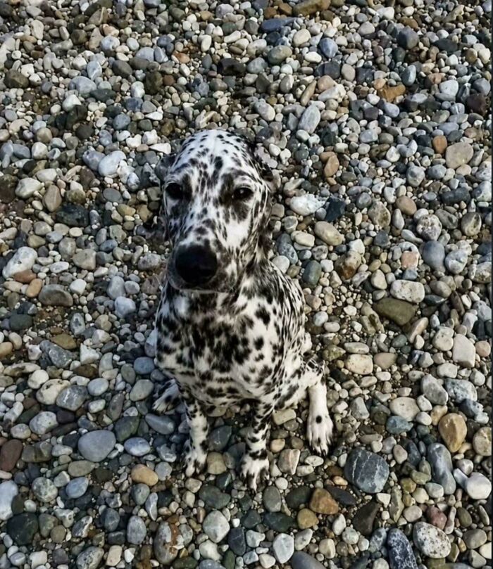 Dalmatian puppy sitting on a pebbly beach, its spots blending in a glitch in the matrix with the stones.