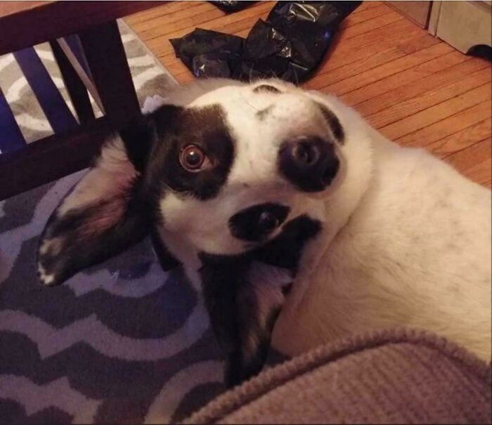 A dog lying on its back, creating a glitch in the matrix optical illusion.