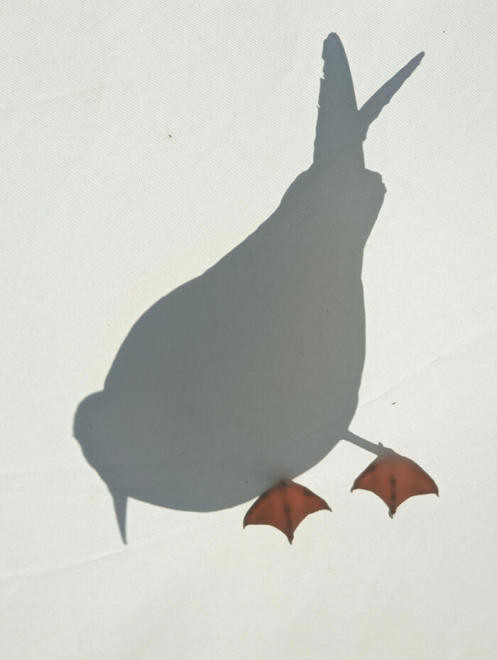 A bird's shadow with only its feet visible, a strange glitch in the matrix effect.