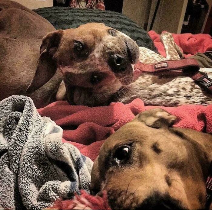 Two dogs lying on blankets, appearing to be a glitch in the matrix due to their merged look.