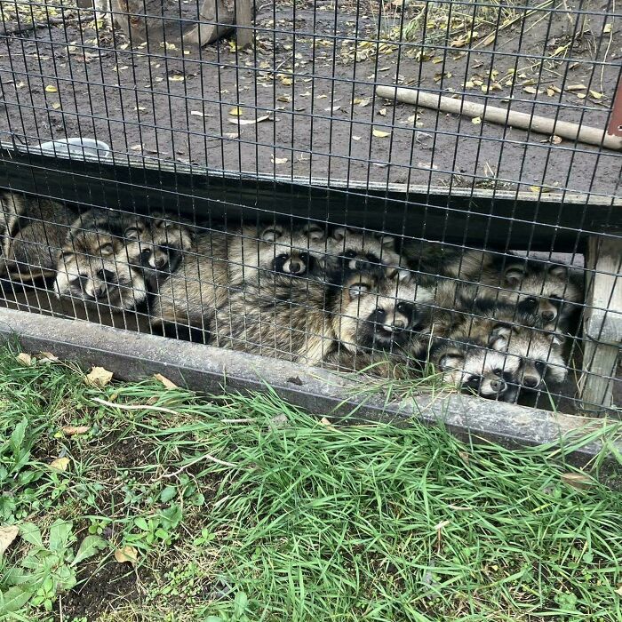 Several raccoons peering through a fence, creating a glitch in the matrix visual.