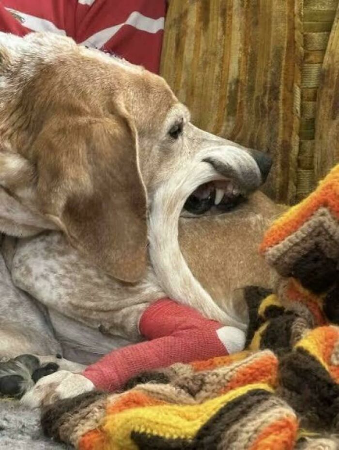 A dog with its mouth open wide, looking like a glitch in the matrix with its bizarre appearance.