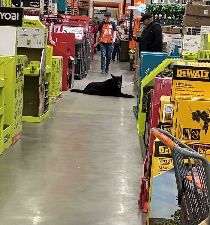 A large black dog lying down in a store aisle as home depot employees and customers walk by