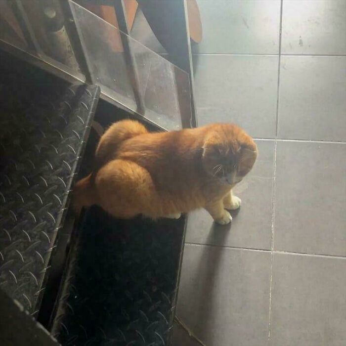 An orange cat with a round body sitting on the floor next to stairs, one of the peculiar things people spotted in real life.