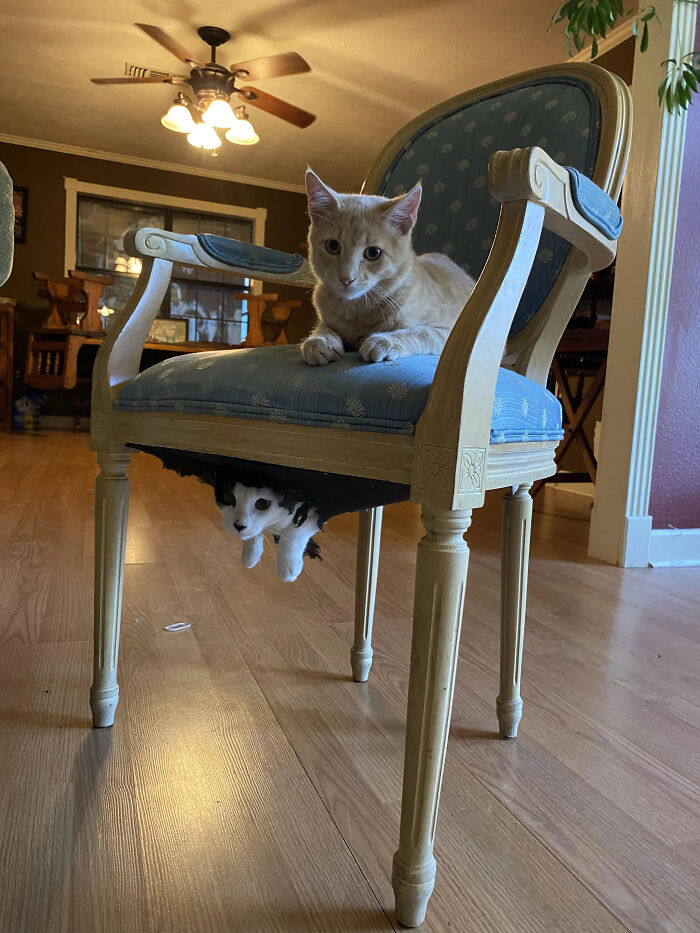 Two cats, one on a chair and one hiding underneath, among the peculiar things people spotted in real life.