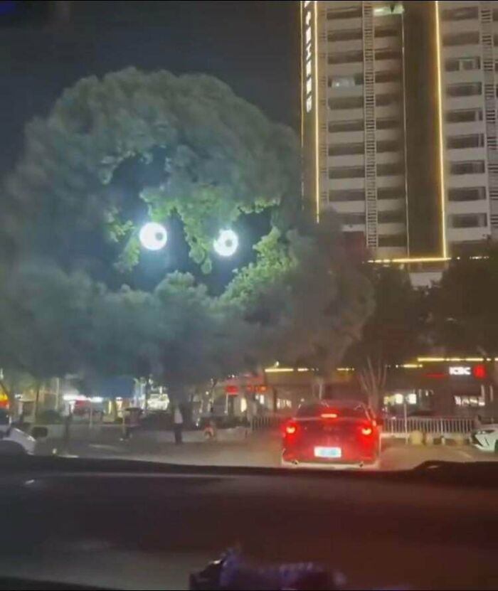 A peculiar tree at night with two bright, glowing lights resembling eyes.