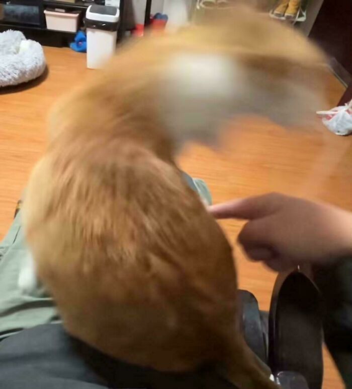 A blurred image of a peculiar orange cat being touched by a finger.