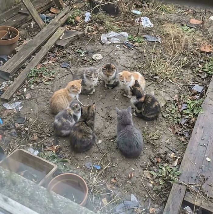 A peculiar circle of kittens gathered in a muddy, debris-filled outdoor area, facing inward as if in a meeting.