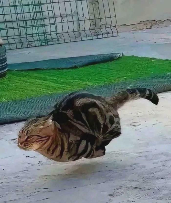 A stretched cat appearing to fly low to the ground, a peculiar thing spotted in real life.