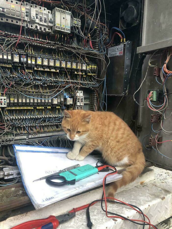 Peculiar things spotted in real life: An orange cat sitting on electrical diagrams next to wires in a control panel.