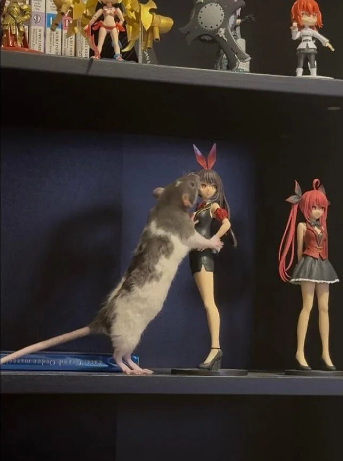 Peculiar things spotted in real life: A rat standing upright, appearing to dance with an anime figurine on a shelf.