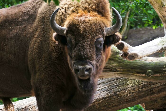 Wisent