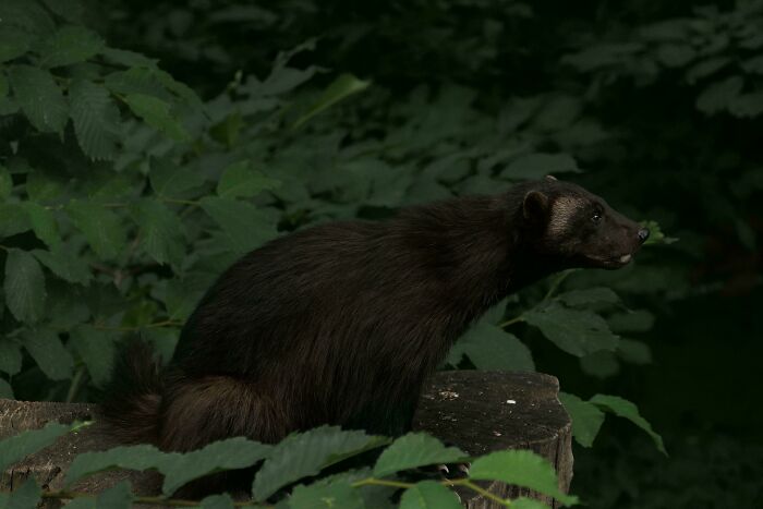 Wolverine