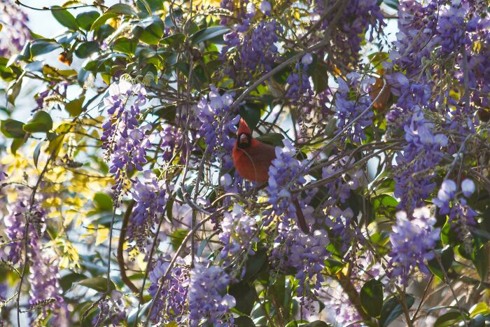 Cardinalis Cardinalis, Northern Cardinal