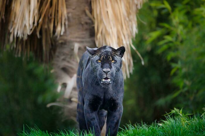 Black Panther (Melanistic Jaguar)