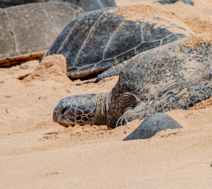 Hawaiian Green Sea Turtle (Honu) Resting On A Maui Beach