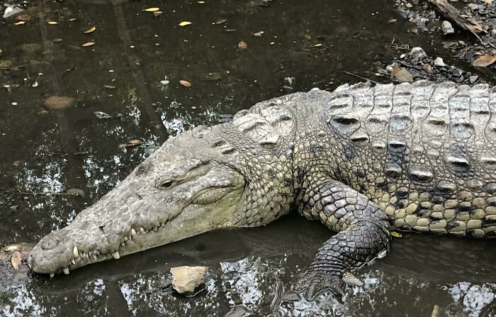 Crocodile, Mexico