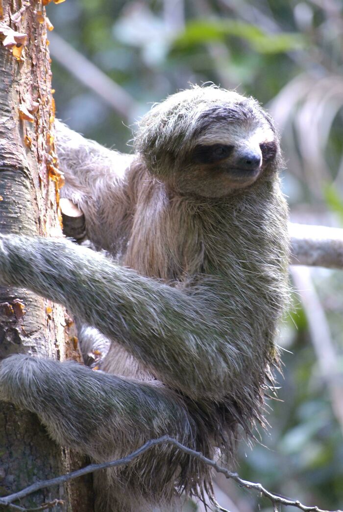Sloth, Costa Rica