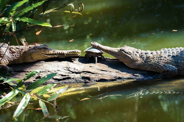 A Turtle Chilling With Two Crocs