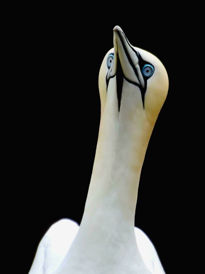 The Gannet, Rspb Bempton Cliffs, Yorkshire