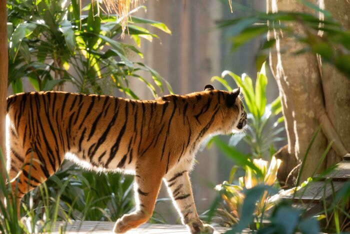 Tigress’ Stroll