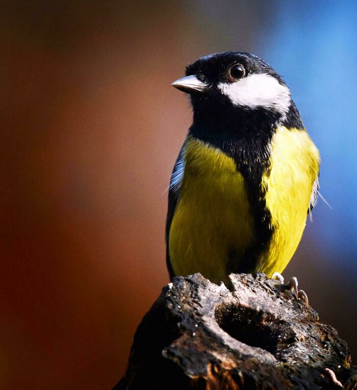 Great Tit, Millers Wood, Sussex